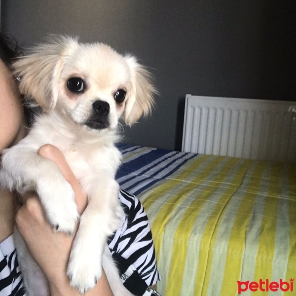 Pekingese, Köpek  Vera fotoğrafı