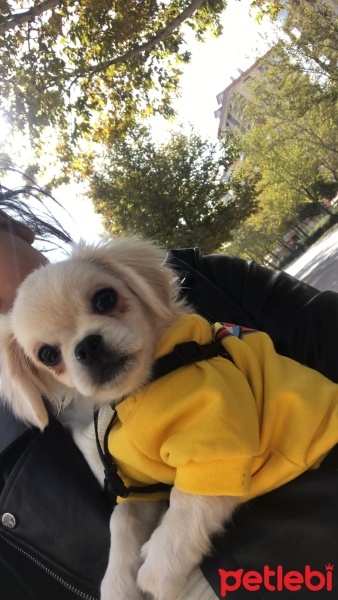 Pekingese, Köpek  Vera fotoğrafı