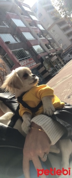 Pekingese, Köpek  Vera fotoğrafı