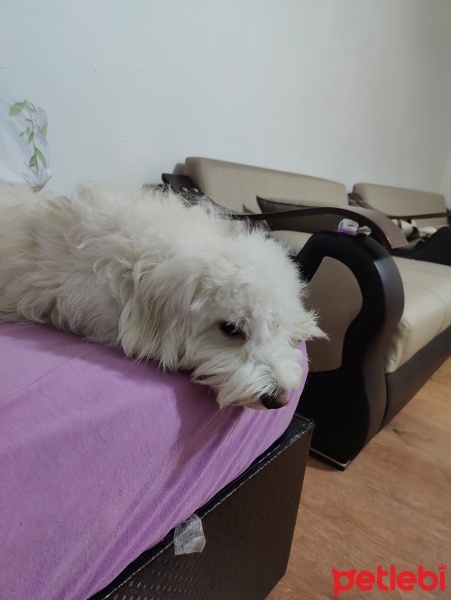 Maltese, Köpek  Fırça fotoğrafı