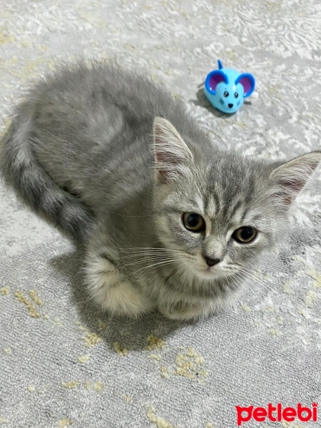 British Shorthair, Kedi  Paşa fotoğrafı
