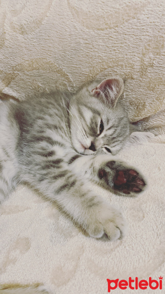 British Shorthair, Kedi  Paşa fotoğrafı