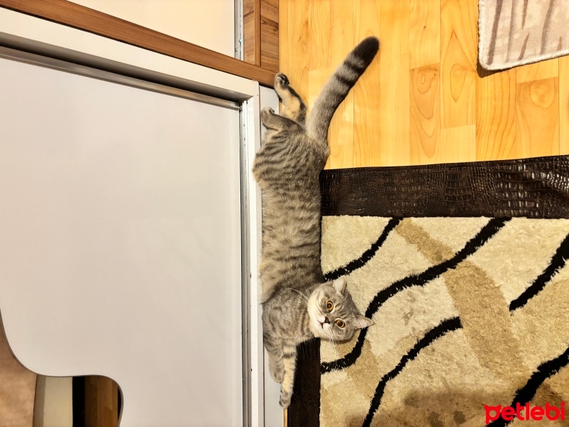 British Shorthair, Kedi  Paşa fotoğrafı