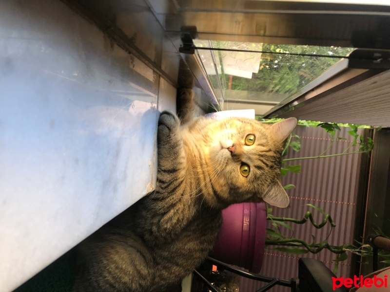 British Shorthair, Kedi  Mocha fotoğrafı