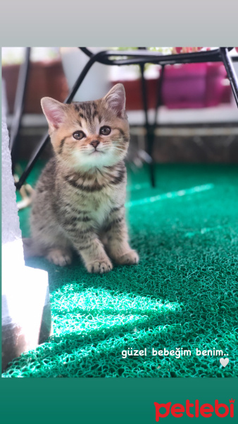 British Shorthair, Kedi  Mocha fotoğrafı