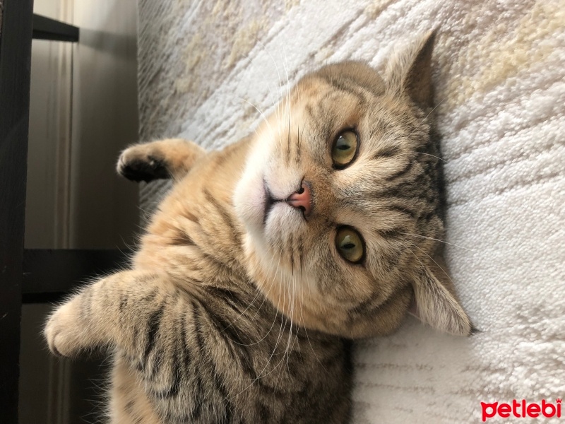 British Shorthair, Kedi  Mocha fotoğrafı