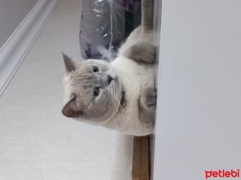 British Shorthair, Kedi  Bulut fotoğrafı