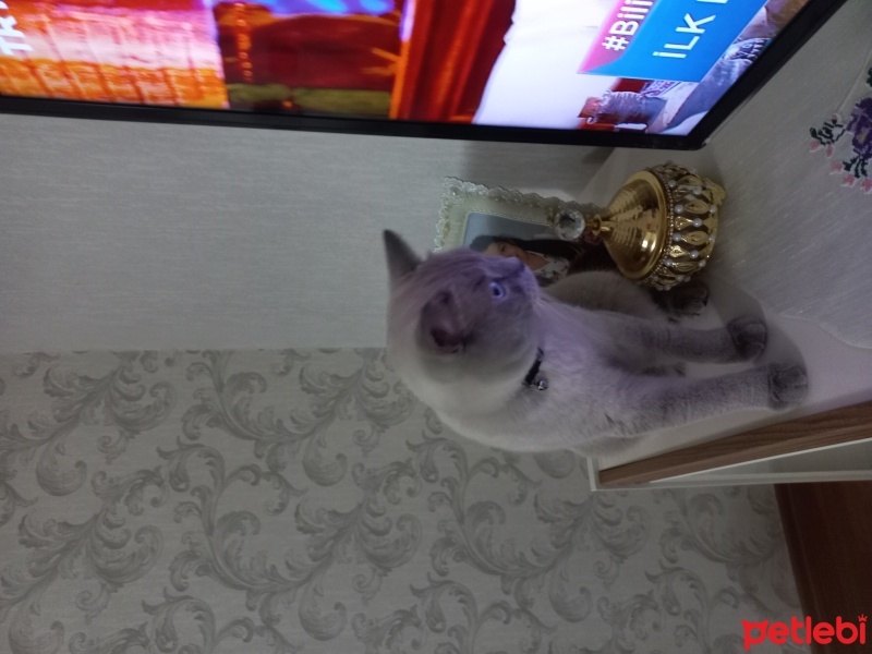 British Shorthair, Kedi  Bulut fotoğrafı