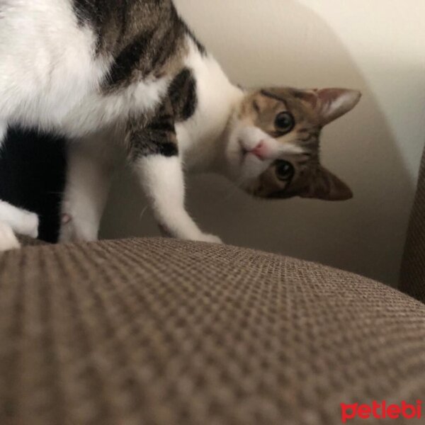 Soke, Kedi  Pati fotoğrafı