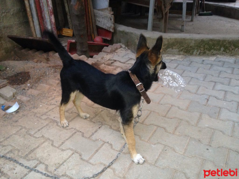 Alman Çoban Köpeği, Köpek  paşa fotoğrafı