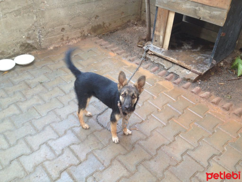 Alman Çoban Köpeği, Köpek  paşa fotoğrafı