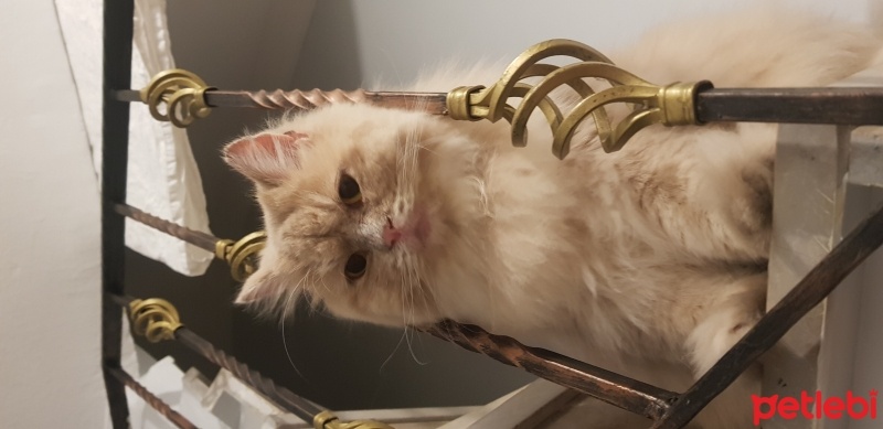 British Longhair, Kedi  Bulut fotoğrafı
