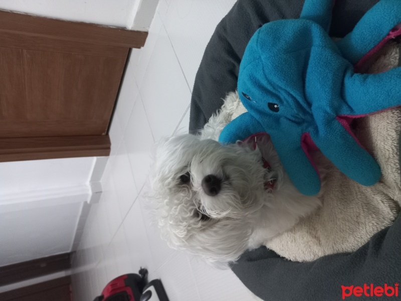 Maltese, Köpek  Ceku fotoğrafı