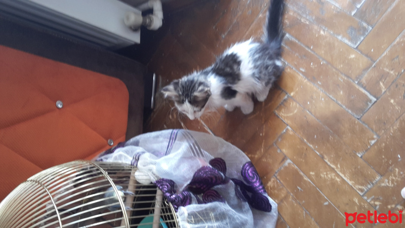 Tekir Kedi, Kedi  paşa fotoğrafı