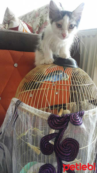Tekir Kedi, Kedi  paşa fotoğrafı