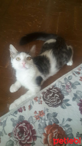 Tekir Kedi, Kedi  paşa fotoğrafı