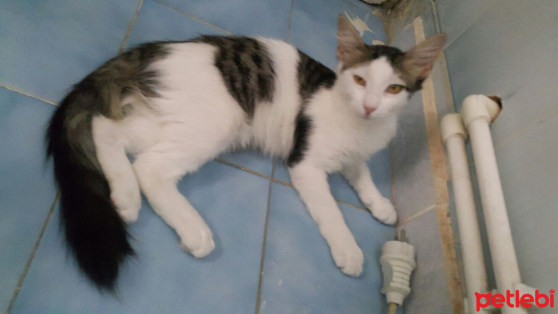 Tekir Kedi, Kedi  paşa fotoğrafı