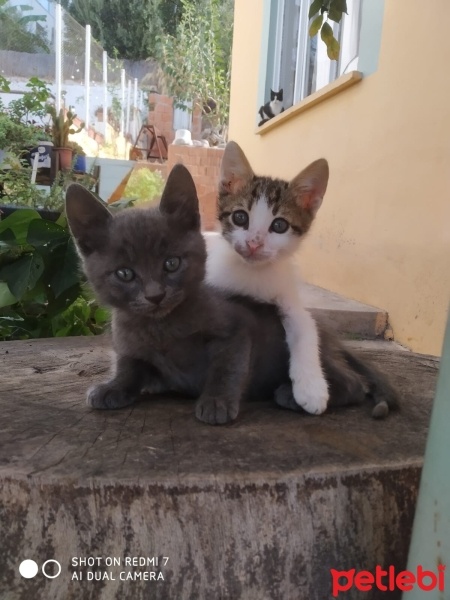 Tekir Kedi, Kedi  duman ve pamuk fotoğrafı