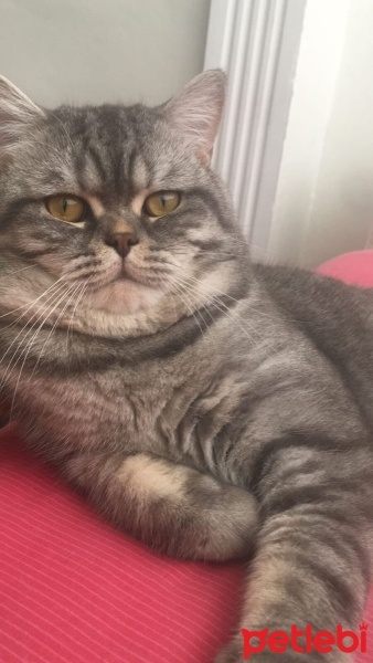 British Shorthair, Kedi  Duman fotoğrafı