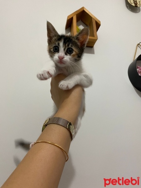 Tekir Kedi, Kedi  Müezza fotoğrafı