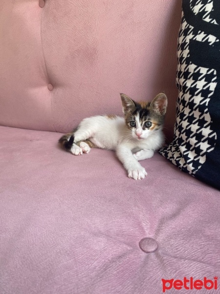 Tekir Kedi, Kedi  Müezza fotoğrafı