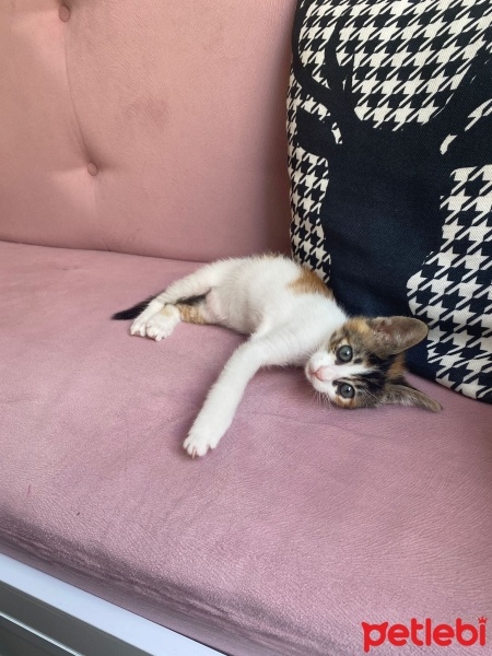 Tekir Kedi, Kedi  Müezza fotoğrafı
