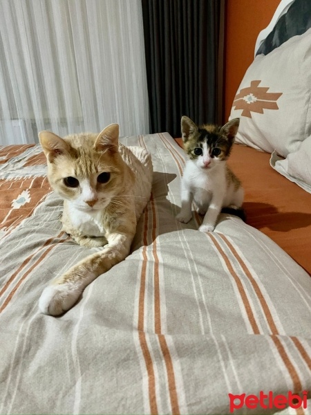 Tekir Kedi, Kedi  Müezza fotoğrafı
