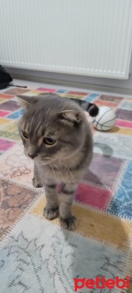 Scottish Fold, Kedi  Duman fotoğrafı