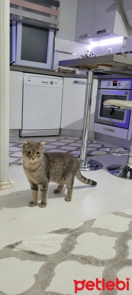 Scottish Fold, Kedi  Duman fotoğrafı