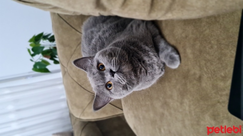 British Shorthair, Kedi  Şila fotoğrafı