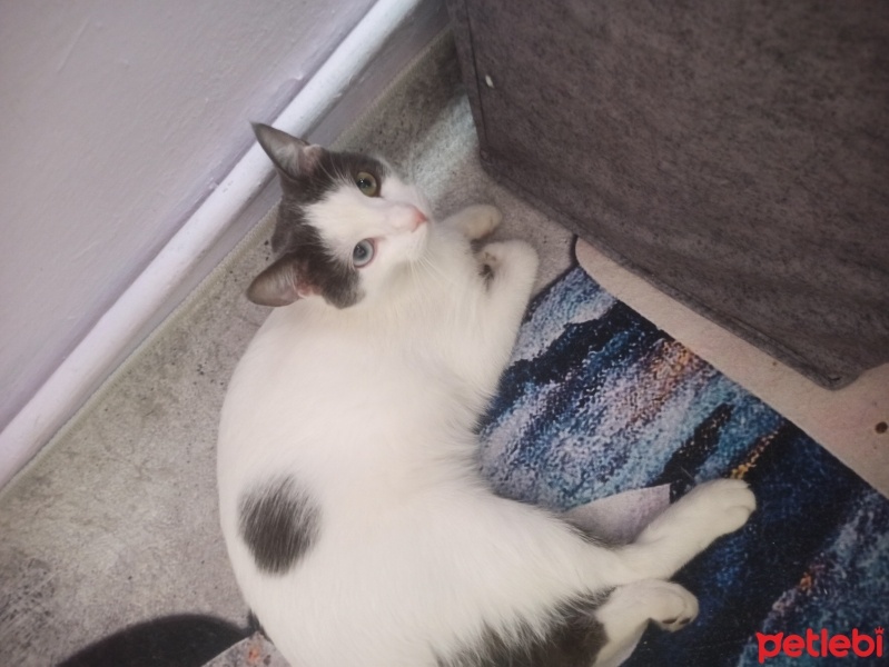 Tekir Kedi, Kedi  Duman fotoğrafı