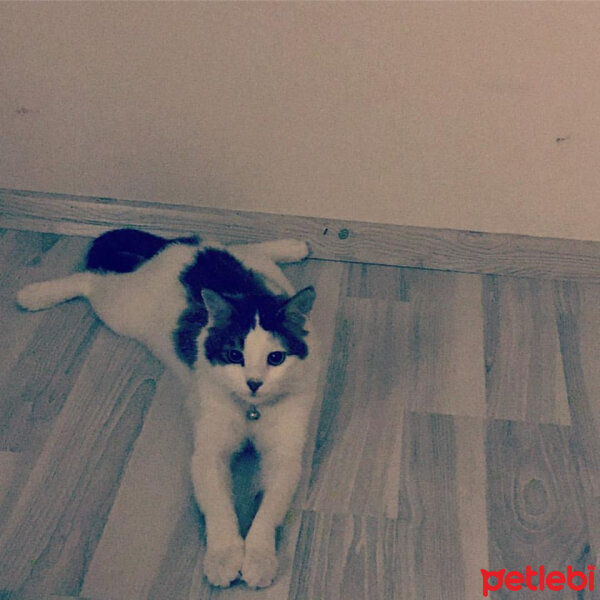 Ankara Kedisi, Kedi  Şans fotoğrafı