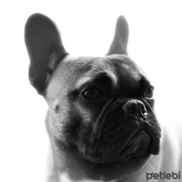 Fransız Bulldog, Köpek  Cevat fotoğrafı