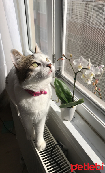 Soke, Kedi  Soshanna fotoğrafı