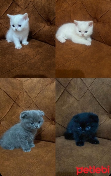 British Shorthair, Kedi  Scottish ve britich fotoğrafı