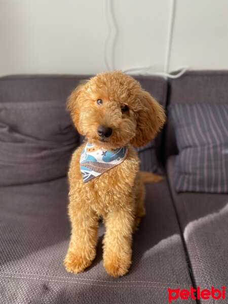 Poodle (Minyatür Kaniş), Köpek  Carlos fotoğrafı