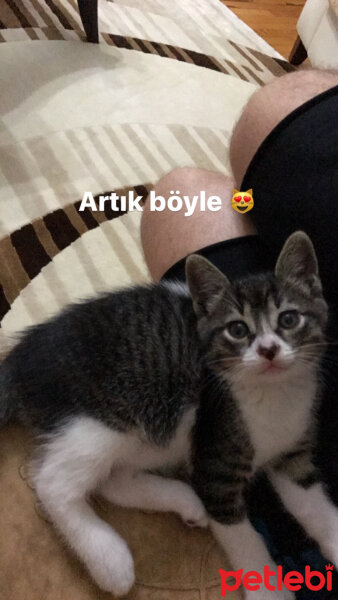 Tekir Kedi, Kedi  Coco fotoğrafı