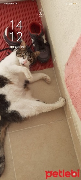 Tekir Kedi, Kedi  Boncuk fotoğrafı