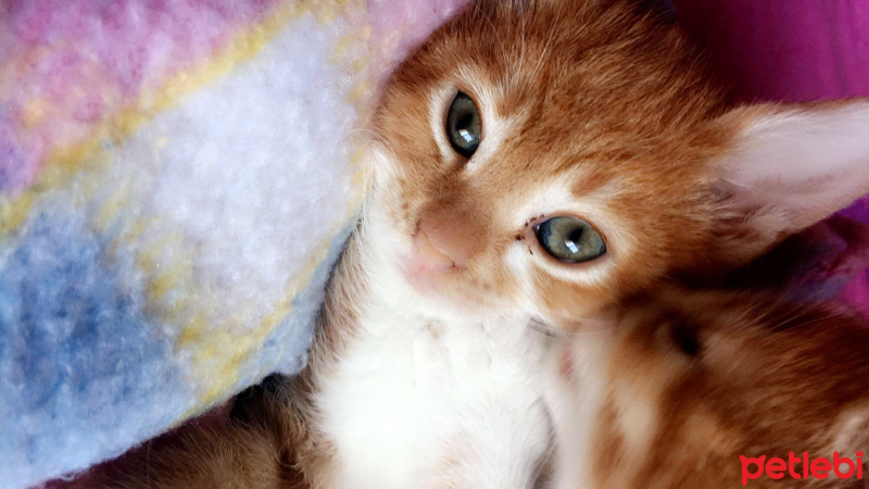 Tekir Kedi, Kedi  Peri  fotoğrafı