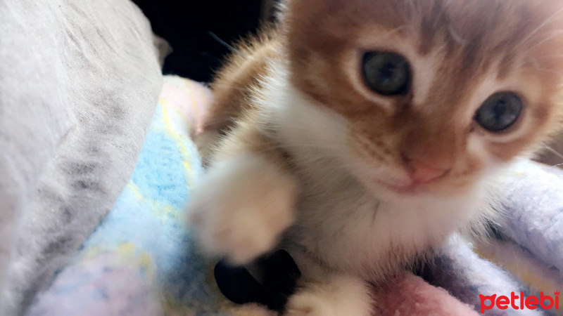 Tekir Kedi, Kedi  Peri  fotoğrafı