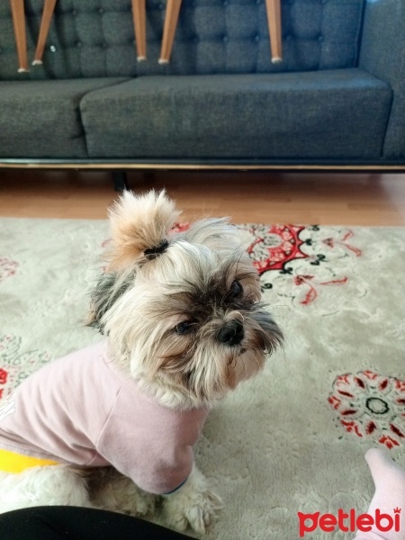 Shih Tzu, Köpek  Leo fotoğrafı