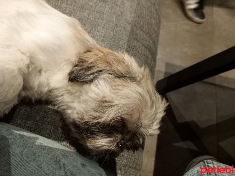 Shih Tzu, Köpek  Leo fotoğrafı