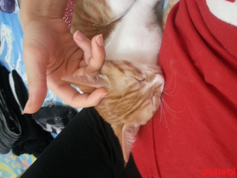 Tekir Kedi, Kedi  tarçın fotoğrafı