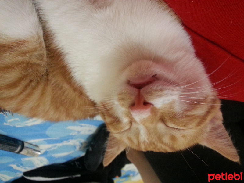 Tekir Kedi, Kedi  tarçın fotoğrafı