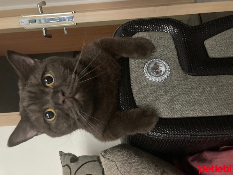 British Shorthair, Kedi  Karamel fotoğrafı