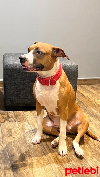 Amerikan Staffordshire Terrier, Köpek  Terra fotoğrafı
