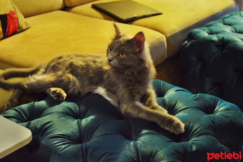 Scottish Fold, Kedi  mırettin fotoğrafı