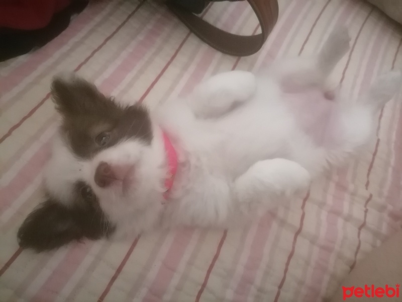 Pappilon, Köpek  Lady fotoğrafı