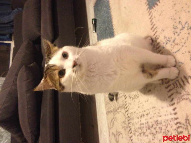 Tekir Kedi, Kedi  Şeker fotoğrafı