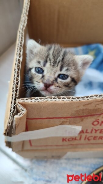 Tekir Kedi, Kedi  Ceviz fotoğrafı